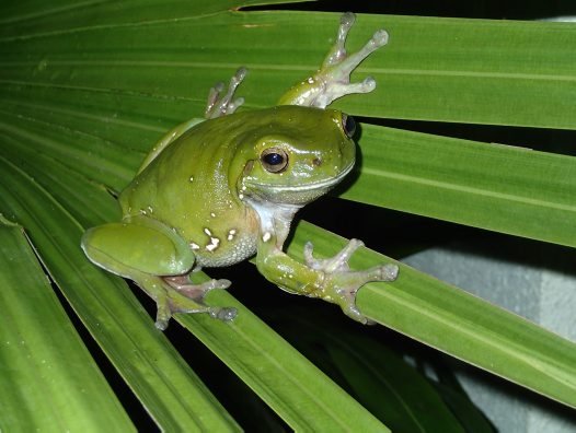 Litoria caerulea, Scotts Head, NSW-3_big.jpg