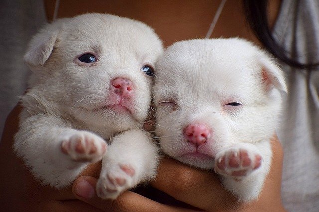 puppies-3494447_640.jpg