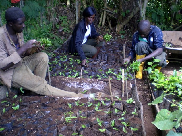 Humphry,Immaculate and Princewill doing transplanting of seedlings.JPG