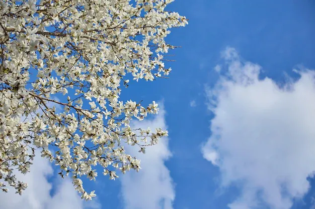 fond-floraison-magnolia-blanc-fond-botanique_661209-547.webp