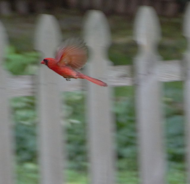 Richmondena cardinalis -Cardinal.jpg