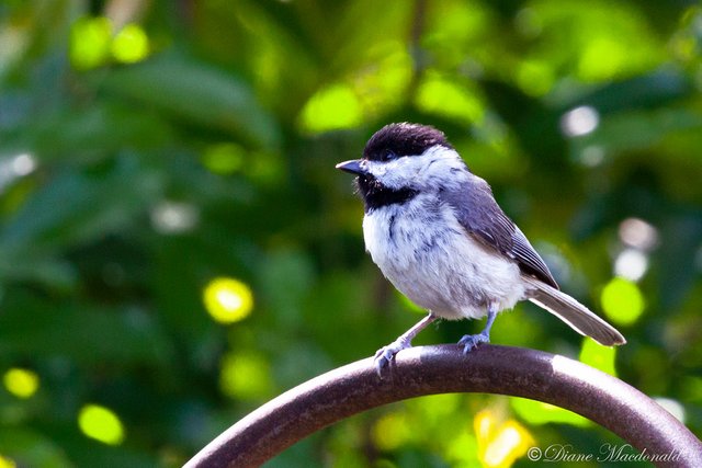 black capped chickadee.jpg