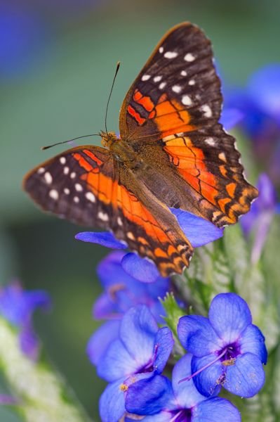 Stratford Butterfly Farm.jpeg