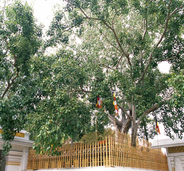 sri maha bodhi.PNG