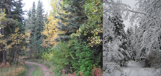 fall and winter colors in trees by the lane.JPG