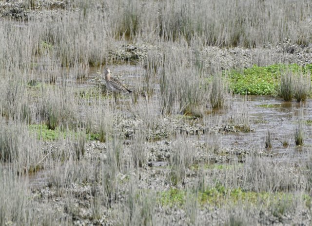 Ruff in habitat.JPG