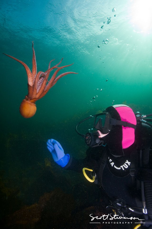 Giant Pacific Octopus-11.jpg