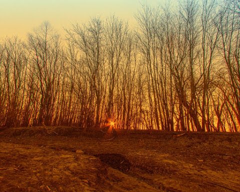 sun-shining-through-leafless-trees.jpg