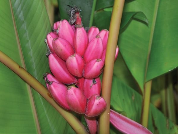 garden-berries-pink-banana.jpg