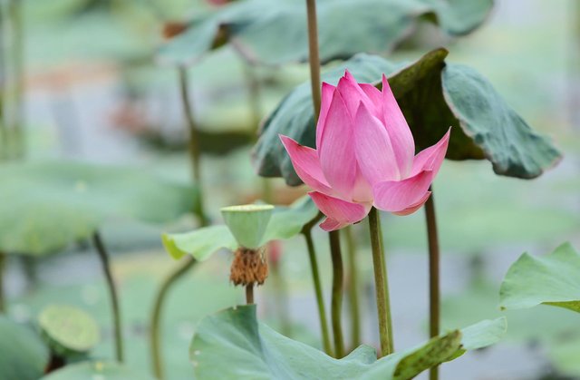 pink flowers (1).jpg