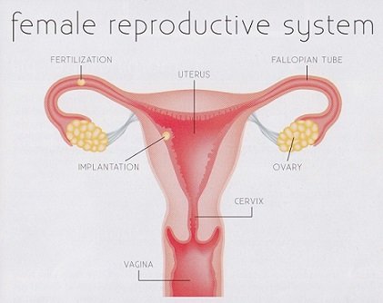 female-reproductive-system-and-pregnancy-tag-reproductive-system-female-bladder-human-anatomy-diagram.jpg