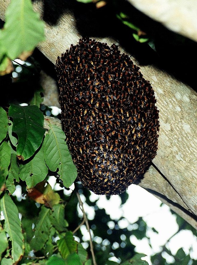 Beehive-Sunderbans-2008.jpg