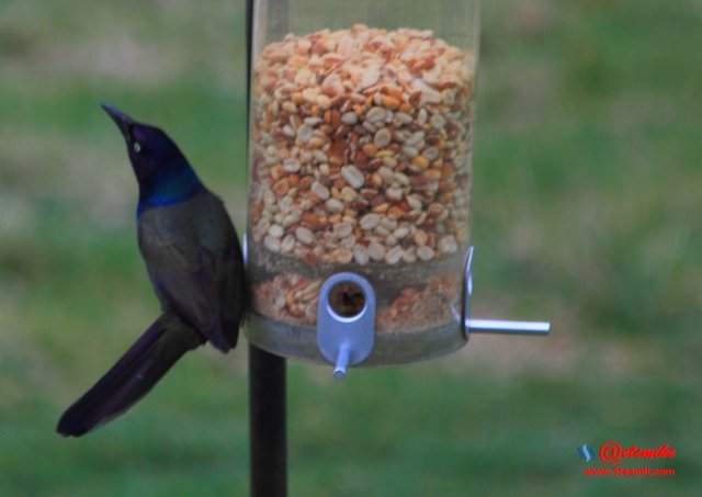 Common Grackle PFW0029.JPG