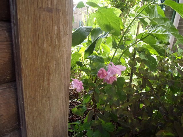 100_2651.JPG