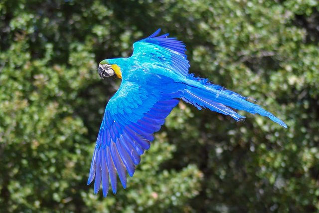 parrot-2796741_1920.jpg