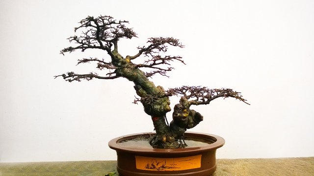 bonsai-664199_1280.jpg