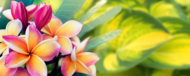 Frangipani1565773816190.jpg