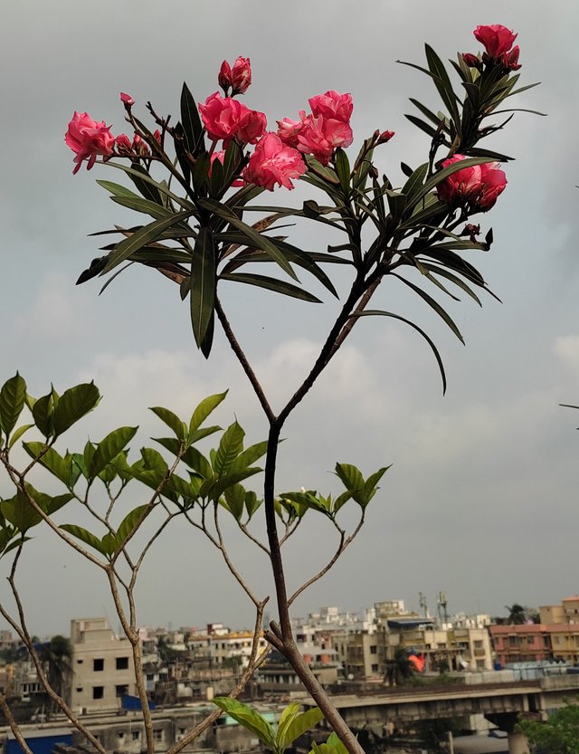 IMG_20220529_203603.jpg
