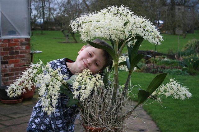 Dendrobium-speciosum-5-.jpg