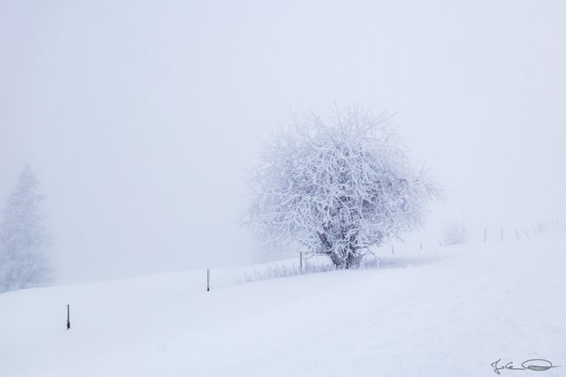 2019-01-19-Dobratsch-Foggy-05.jpg