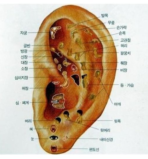 귀 혈자리.jpg