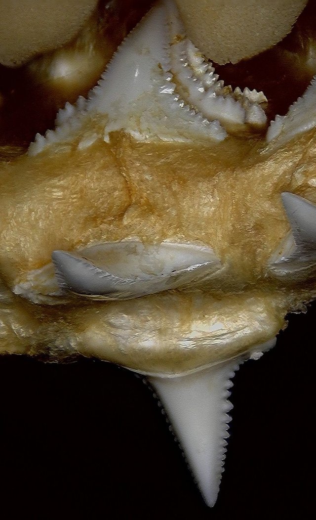 Carcharodon%20carcharias%20(Great%20White%20Shark)2%20lower%20jaw%20l6R%20Lingual%20view.jpg