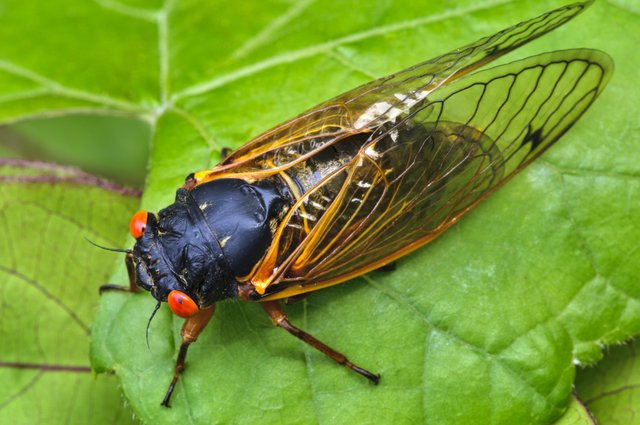 cicada.jfif