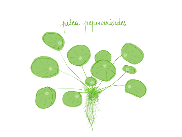 PILEA_PEPEROMIOIDES.png