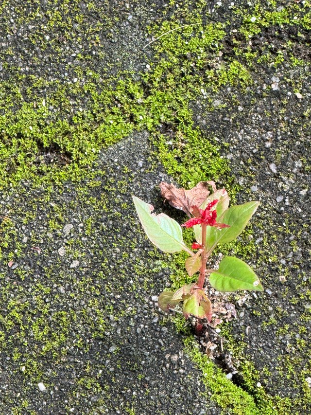 IMG_4366.jpeg