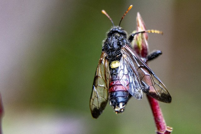 sawfly-7582443_1280.jpg