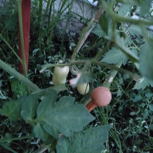 1000061012.jpg