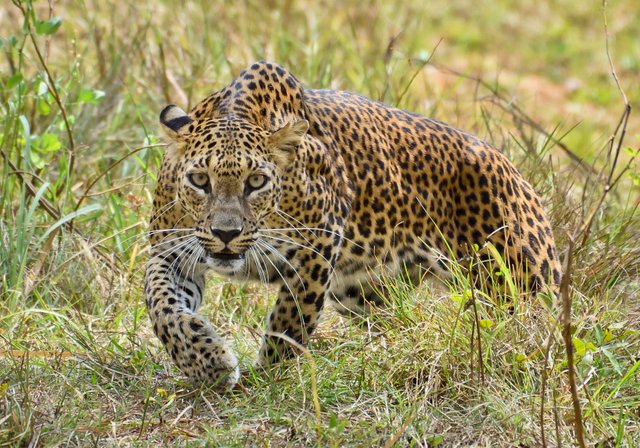 Sri_Lankan_leopard_(Panthera_pardus_kotiya)_at_Wilpattu_National_Park.jpg