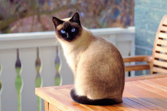 chair cute daylight domestic feline fur kitten kitty mammal pet portrait sit tabby table whiskers wood young.jpg