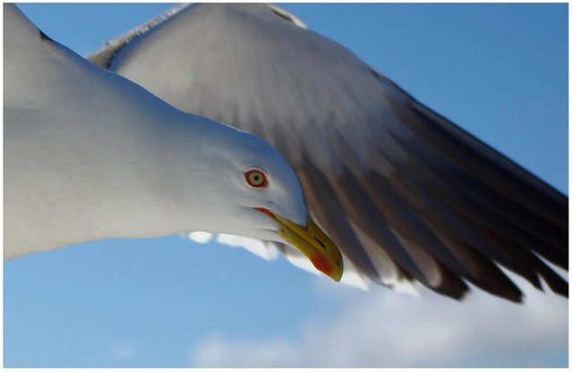 seagull_i_close_up_by_zaneta333.jpg