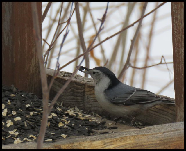 white breasted nuthatch eating seed at bird feeder.JPG