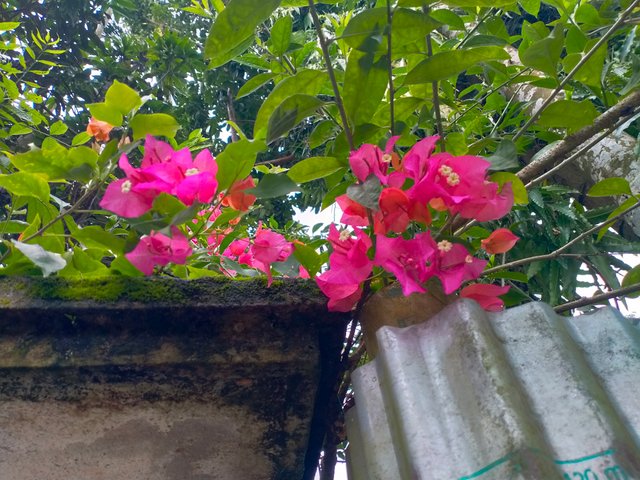 IMG20250716105349.jp