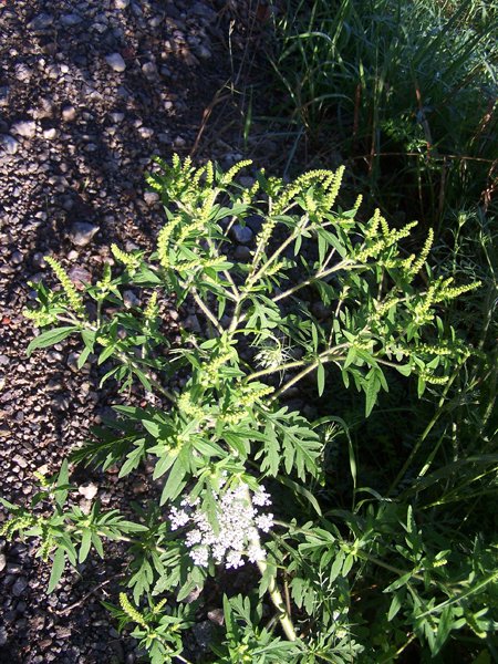 Driveway - weed1 crop August 2019.jpg