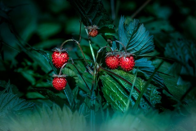 strawberries-6834750_1280.jpg