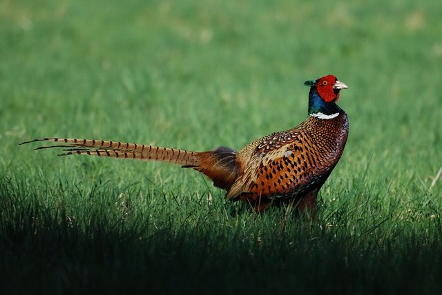 common-pheasant-593636_960_720.jpg