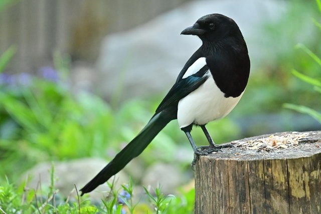 magpie-5130194_1920.jpg