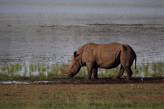 white-rhino-4649954_1280.jpg