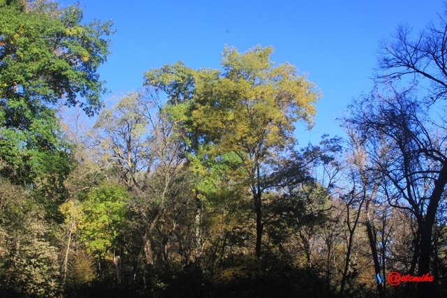 fall trees colors landscape fall-colors fontenelle-forest Fall02077.jpg