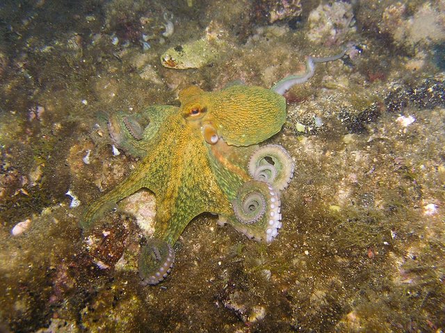 octopus-230009_960_720.jpg