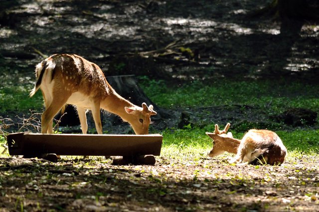 deer-eating-nature.jpg