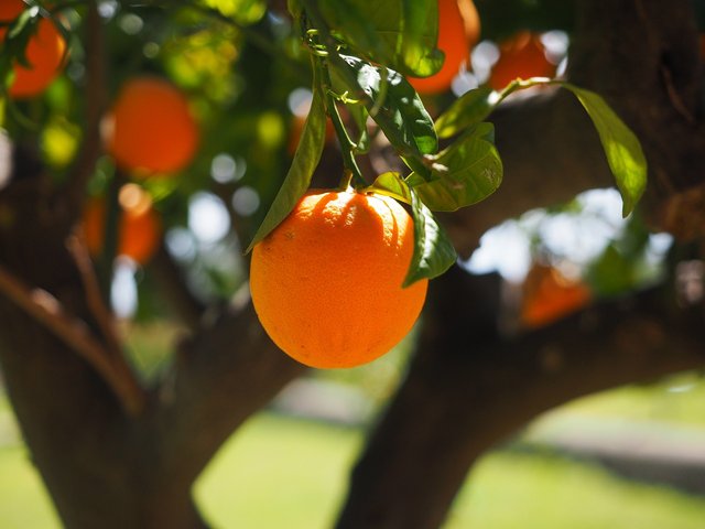 orange-1117645_1280.jpg