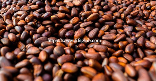 Pine nuts 2.jpg