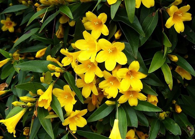 margarita-carolina-jessamine-gelsemium-sempervirens-carolina-yellow-jasmine-flowers.jpg