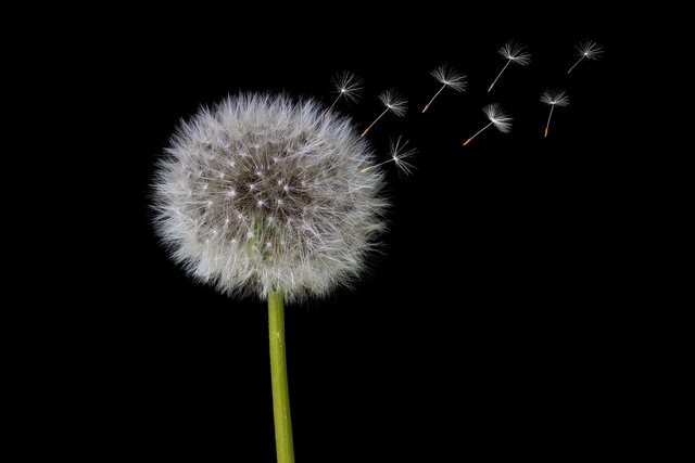 dandelion-2266558_1280.jpg