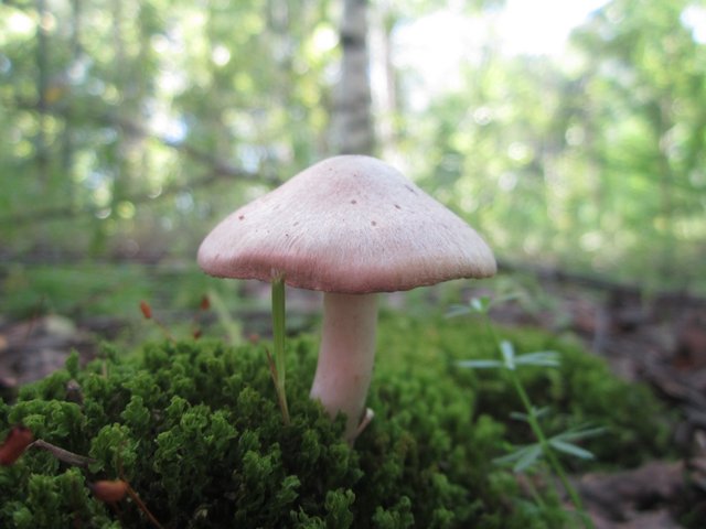 IMG_7809.JPG