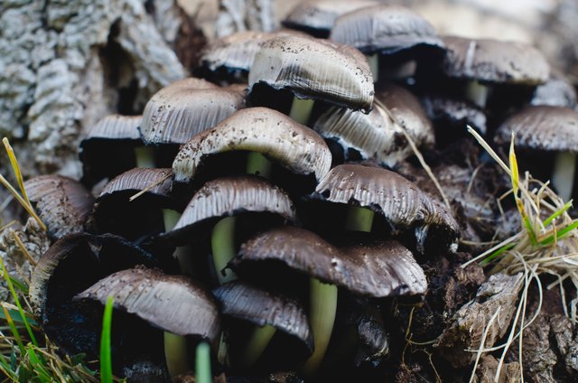 Mushrooms growing in a group on the lawn.JPG